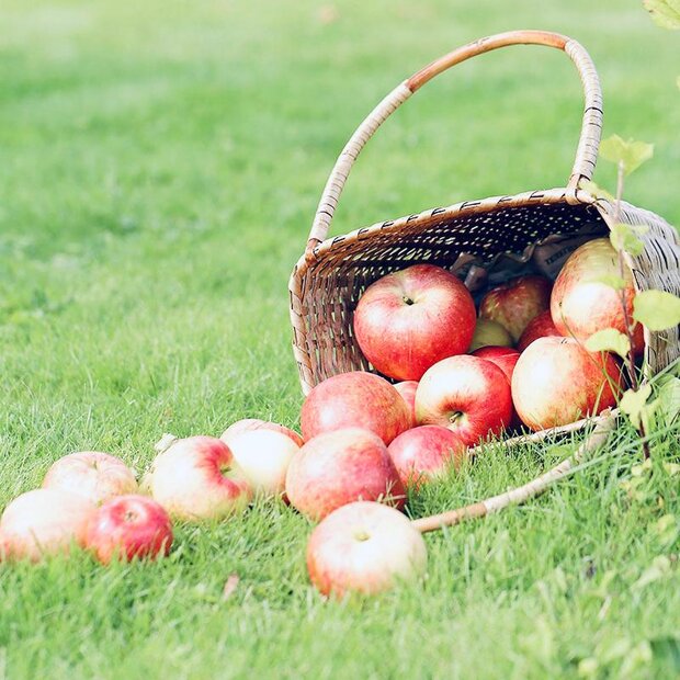 Korb mit Äpfel